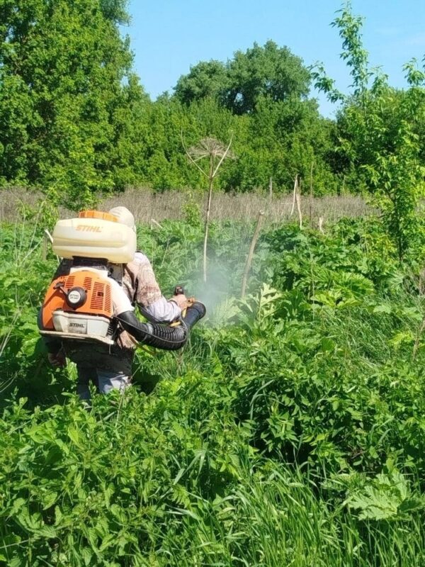 В районе продолжается активная борьба с борщевиком Сосновского.